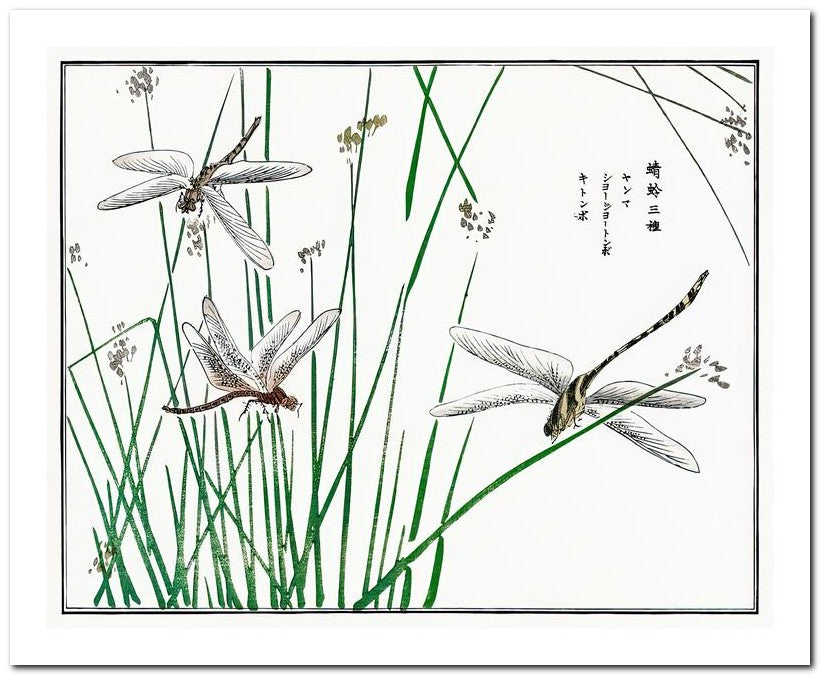 Morimoto Toko 8x10 Fine Art Print 25032501772