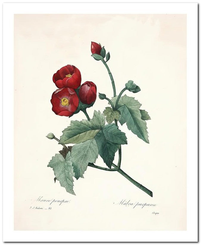 Pierre Joseph Redoute 8x10 Fine Art Print 25032502283