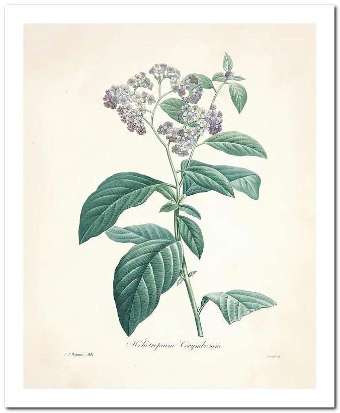 Pierre Joseph Redoute 8x10 Fine Art Print 25032502284