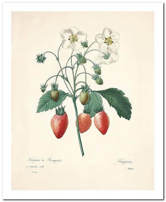 Pierre Joseph Redoute 8x10 Fine Art Print 25032502294