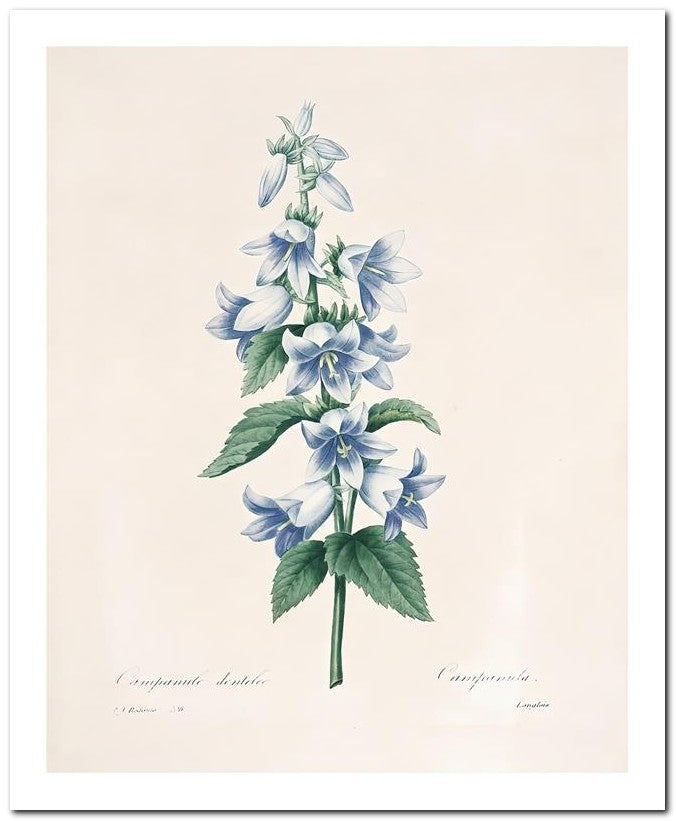 Pierre Joseph Redoute 8x10 Fine Art Print 25032502298
