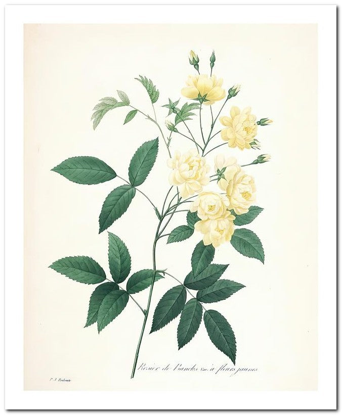 Pierre Joseph Redoute 8x10 Fine Art Print 25032502309