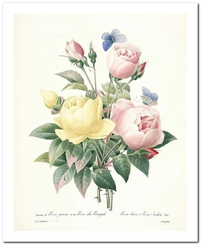Pierre Joseph Redoute 8x10 Fine Art Print 25032502335