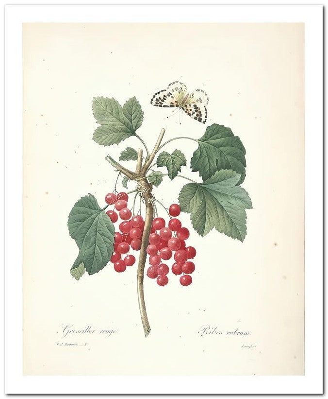 Pierre Joseph Redoute 8x10 Fine Art Print 25032502342