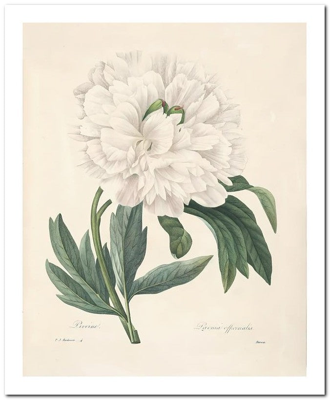 Pierre Joseph Redoute 8x10 Fine Art Print 25032502343