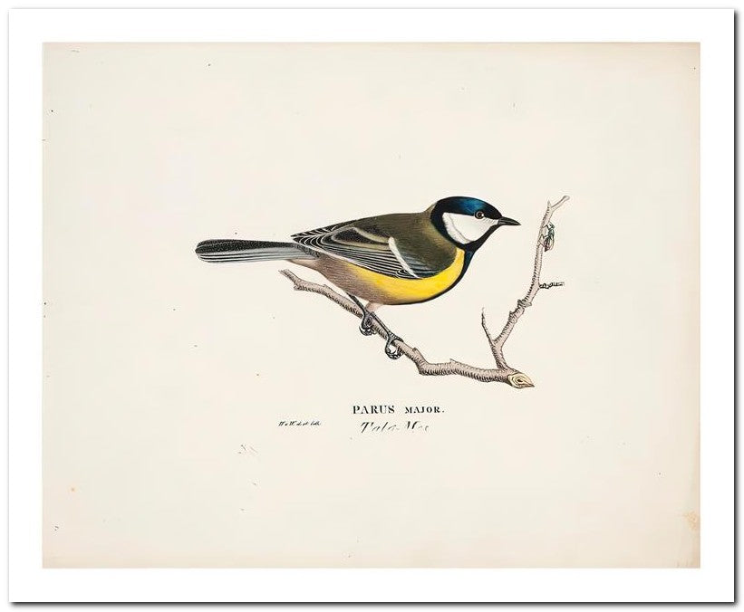 Wilhelm Von Wrighttz 8x10 Fine Art Print 25032502855