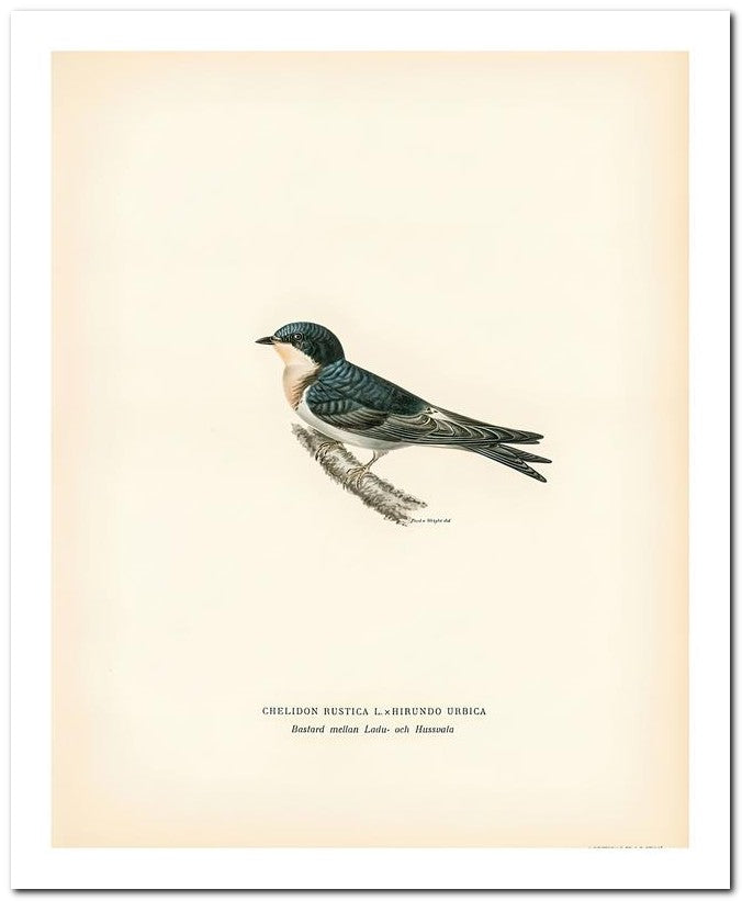Wilhelm Von Wrighttz 8x10 Fine Art Print 25032502898