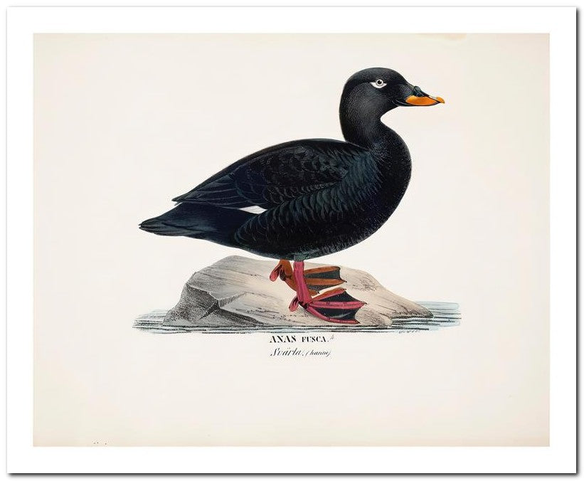 Wilhelm Von Wrighttz 8x10 Fine Art Print 25032502905