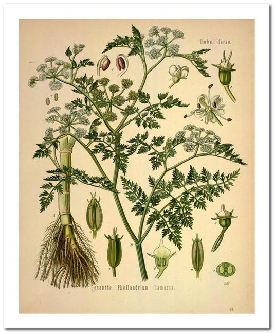 The Flora Homoeopathica 8x10 Botanical Art Print 03062500001