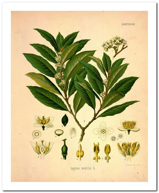 Kohler Medizinal Pflanzen 8x10 Botanical Art Print 03062500002