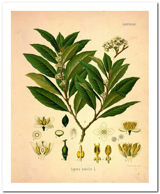 Kohler Medizinal Pflanzen 8x10 Botanical Art Print 03062500002