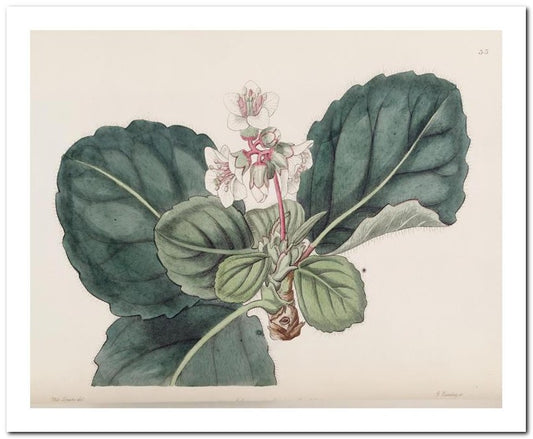 Kohler Medizinal Pflanzen 8x10 Botanical Art Print 03062500003