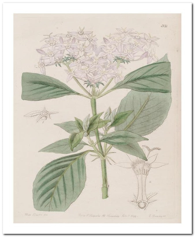 Edward's Botanical Register 8x10 Botanical Art Print 03062500005