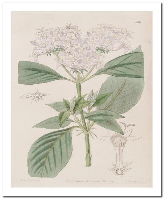 Edward's Botanical Register 8x10 Botanical Art Print 03062500005