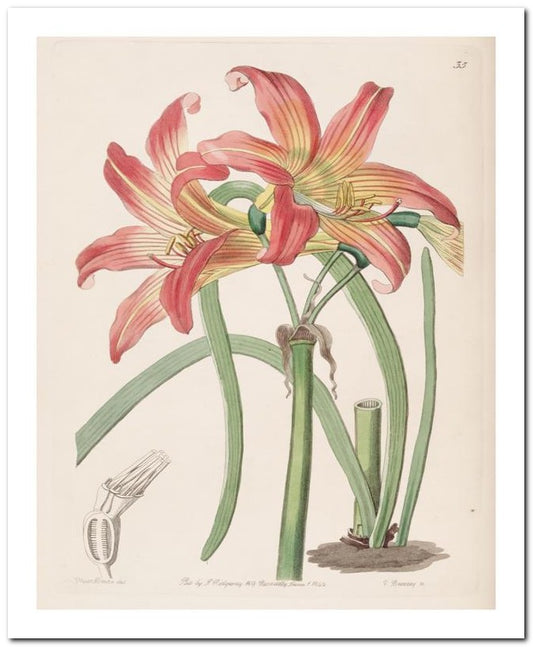 Edward's Botanical Register 8x10 Botanical Art Print 03062500007