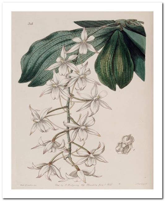 Edward's Botanical Register 8x10 Botanical Art Print 03062500008