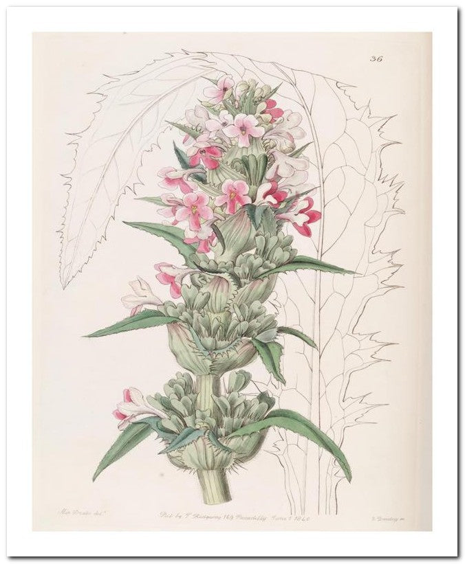 Edward's Botanical Register 8x10 Botanical Art Print 03062500009
