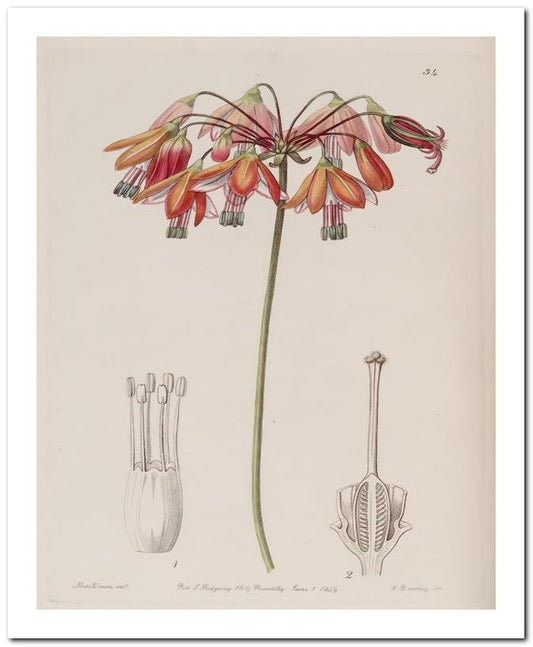 Edward's Botanical Register 8x10 Botanical Art Print 03062500010