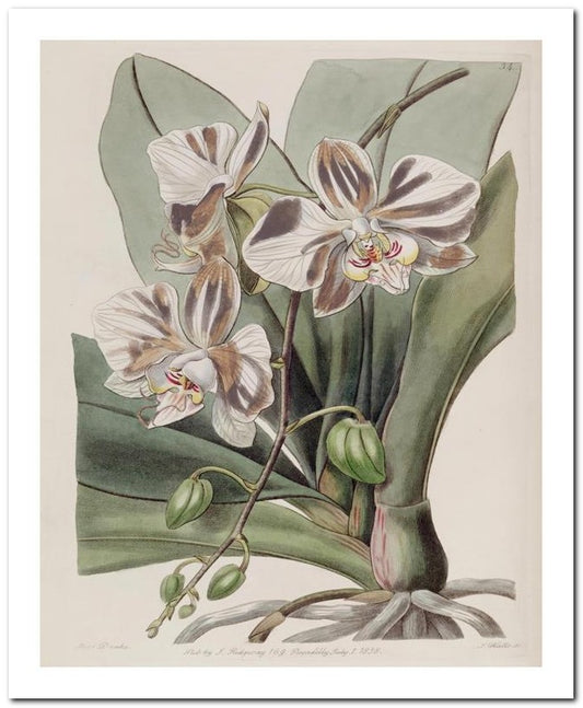 Edward's Botanical Register 8x10 Botanical Art Print 03062500011