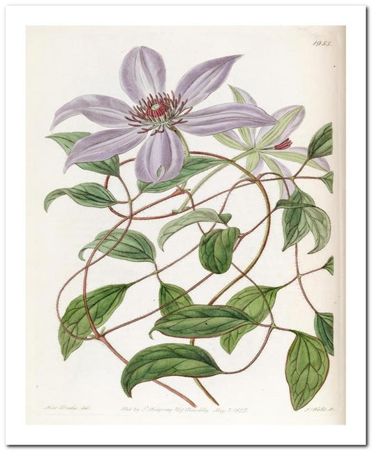 Edward's Botanical Register 8x10 Botanical Art Print 03062500012
