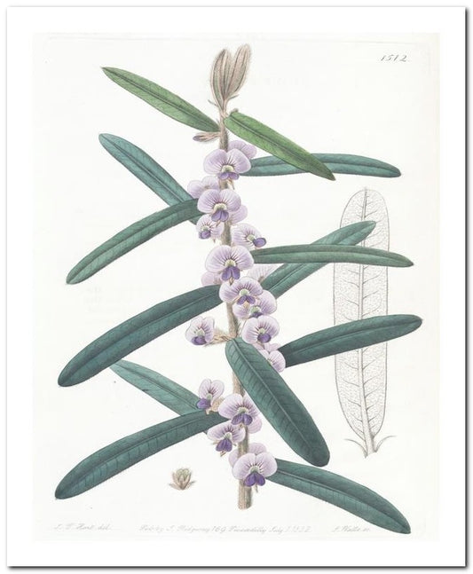 Edward's Botanical Register 8x10 Botanical Art Print 03062500013