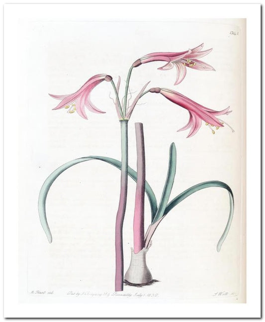 Edward's Botanical Register 8x10 Botanical Art Print 03062500014