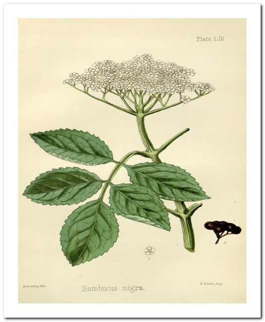 Edward's Botanical Register 8x10 Botanical Art Print 03062500015