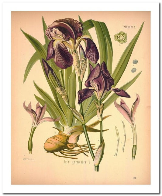 The Flora Homoeopathica 8x10 Botanical Art Print 03062500016