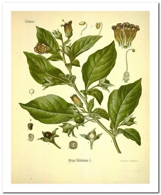 Kohler Medizinal Pflanzen 8x10 Botanical Art Print 03062500018