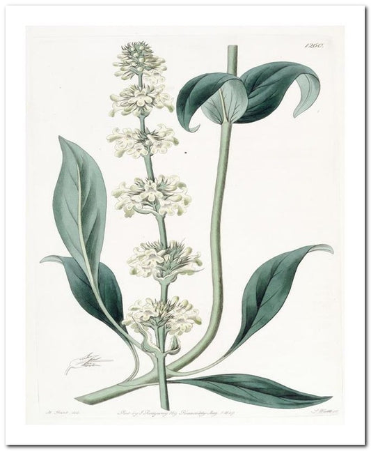 Kohler Medizinal Pflanzen 8x10 Botanical Art Print 03062500019