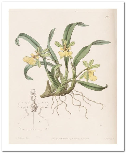 Edward's Botanical Register 8x10 Botanical Art Print 03062500020