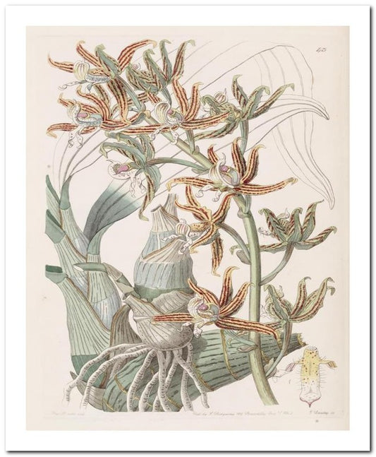 Edward's Botanical Register 8x10 Botanical Art Print 03062500023