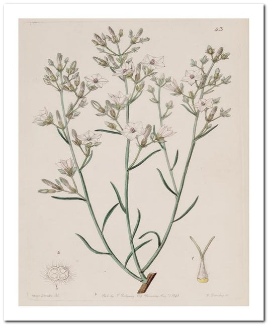Edward's Botanical Register 8x10 Botanical Art Print 03062500024