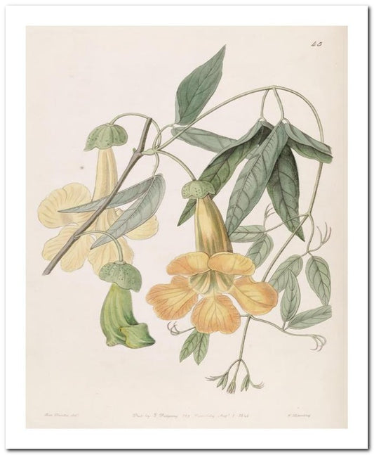 Edward's Botanical Register 8x10 Botanical Art Print 03062500025