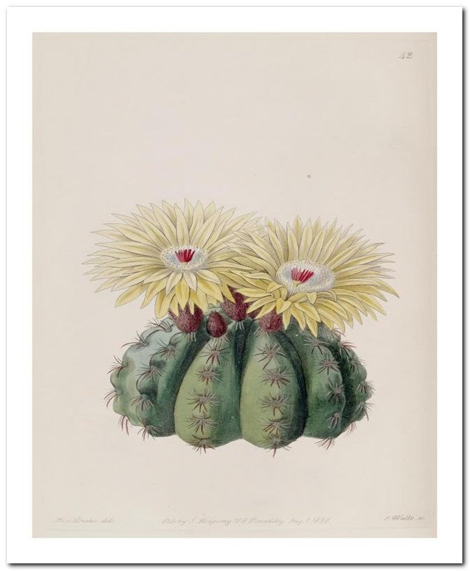 Edward's Botanical Register 8x10 Botanical Art Print 03062500027