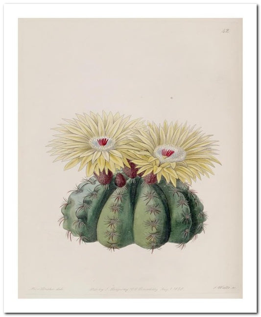 Edward's Botanical Register 8x10 Botanical Art Print 03062500027