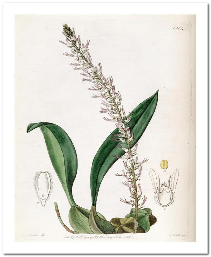 Edward's Botanical Register 8x10 Botanical Art Print 03062500028