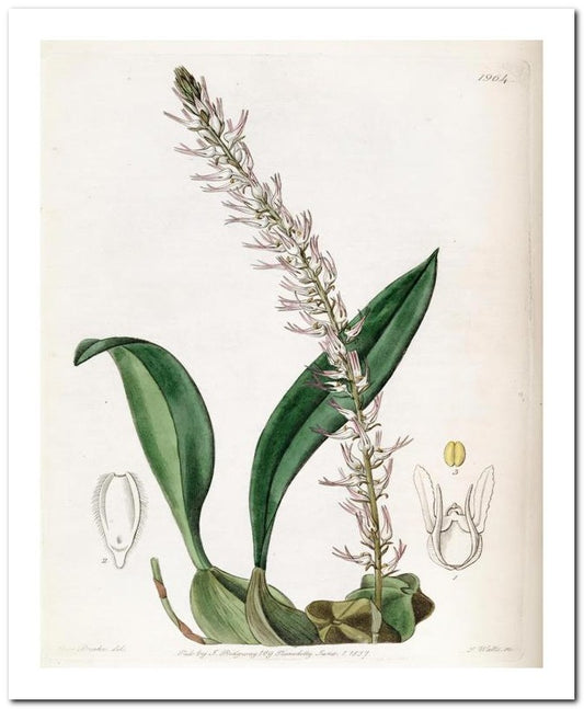 Edward's Botanical Register 8x10 Botanical Art Print 03062500028