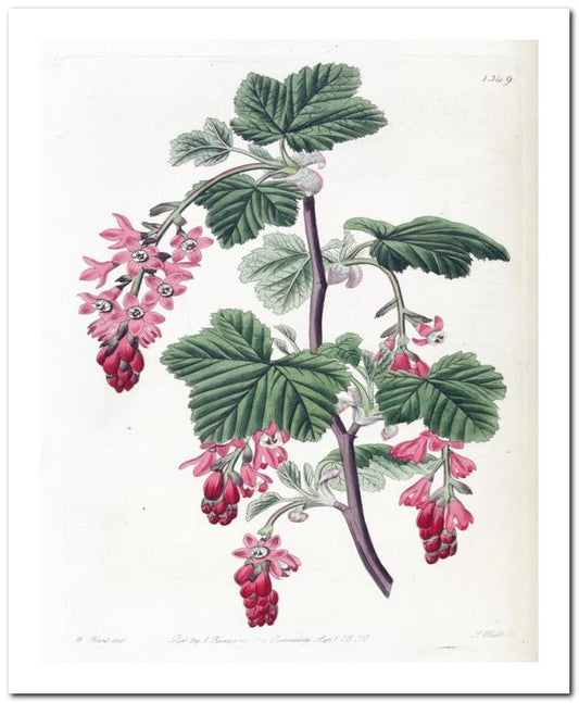 Edward's Botanical Register 8x10 Botanical Art Print 03062500029