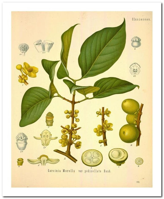 Edward's Botanical Register 8x10 Botanical Art Print 03062500031