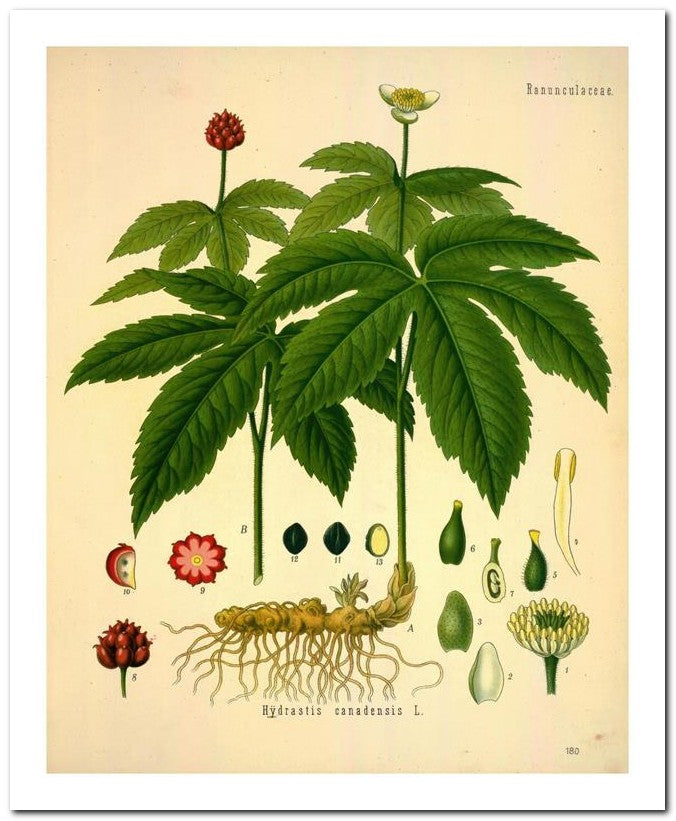 Kohler Medizinal Pflanzen 8x10 Botanical Art Print 03062500032