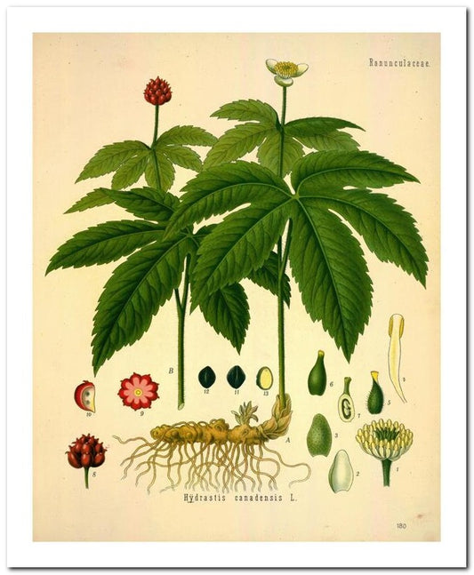 Kohler Medizinal Pflanzen 8x10 Botanical Art Print 03062500032