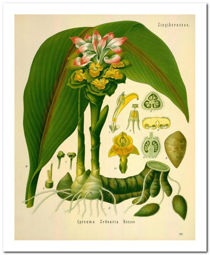 Kohler Medizinal Pflanzen 8x10 Botanical Art Print 03062500033