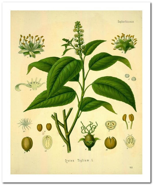 Kohler Medizinal Pflanzen 8x10 Botanical Art Print 03062500034