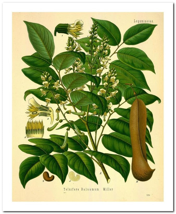 Kohler Medizinal Pflanzen 8x10 Botanical Art Print 03062500036