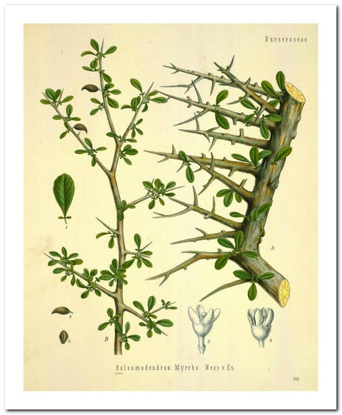 Kohler Medizinal Pflanzen 8x10 Botanical Art Print 03062500037