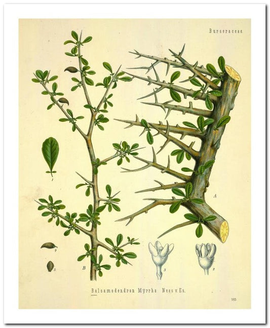 Kohler Medizinal Pflanzen 8x10 Botanical Art Print 03062500037