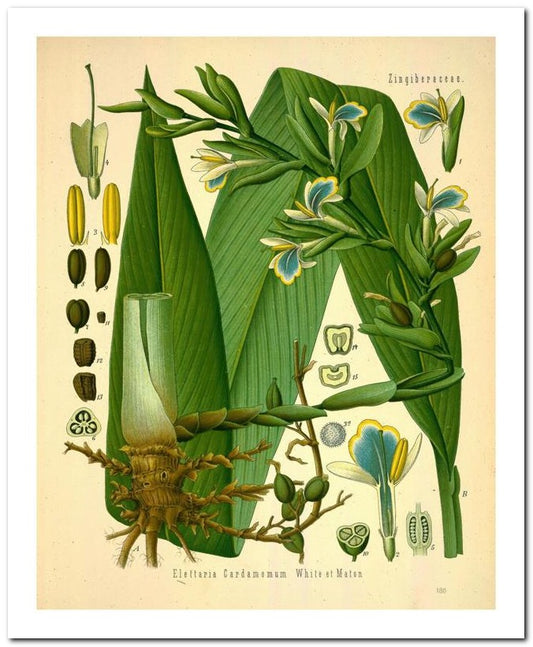 Kohler Medizinal Pflanzen 8x10 Botanical Art Print 03062500038