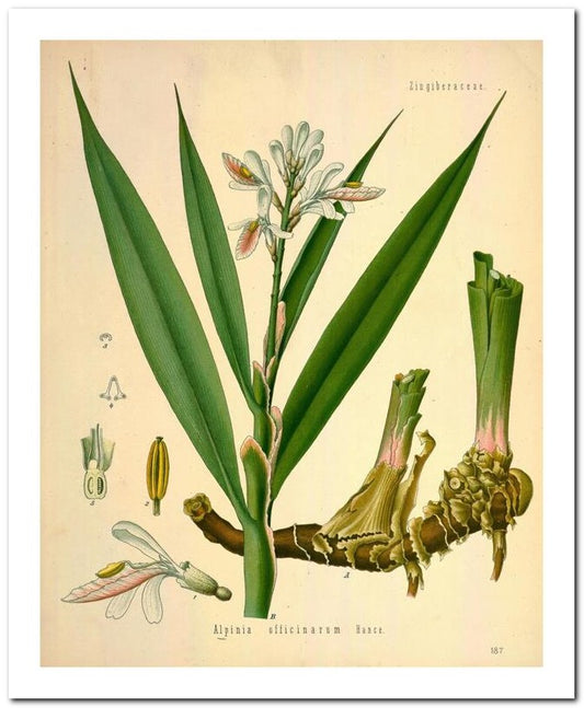 Kohler Medizinal Pflanzen 8x10 Botanical Art Print 03062500039