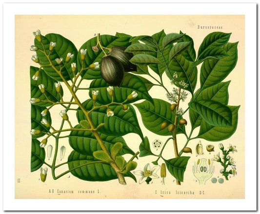 Kohler Medizinal Pflanzen 8x10 Botanical Art Print 03062500040